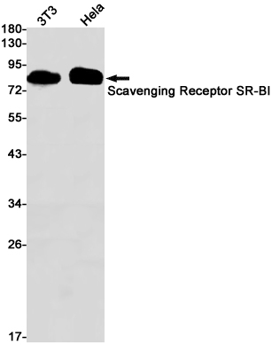 SCARB1 Rabbit mAb
